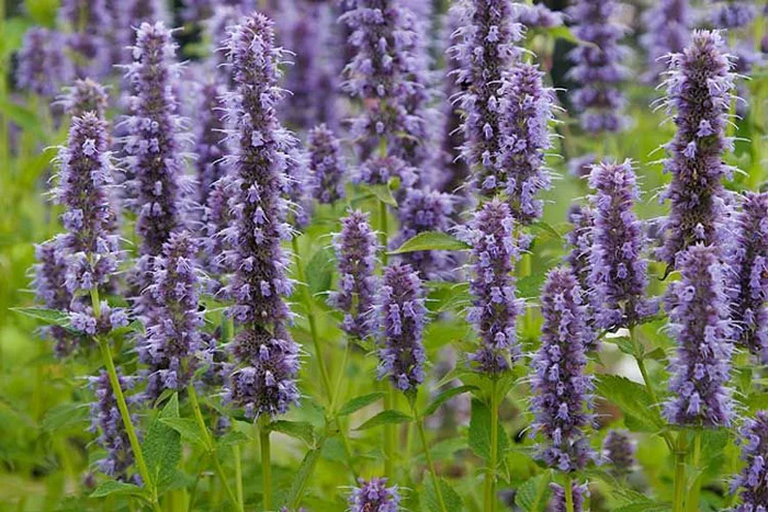 Лофант (Агастахе) анисовый Blue Fortune Лофант (Агастахе) анисовый Blue Fortune