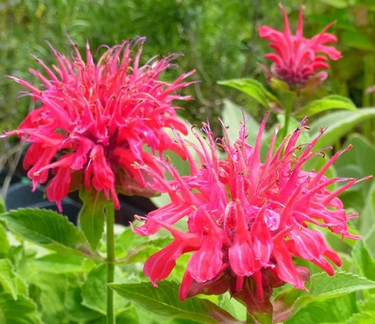 Монарда (Дикий бергамот) гибридная Pink Supreme Монарда (Дикий бергамот) гибридная Pink Supreme