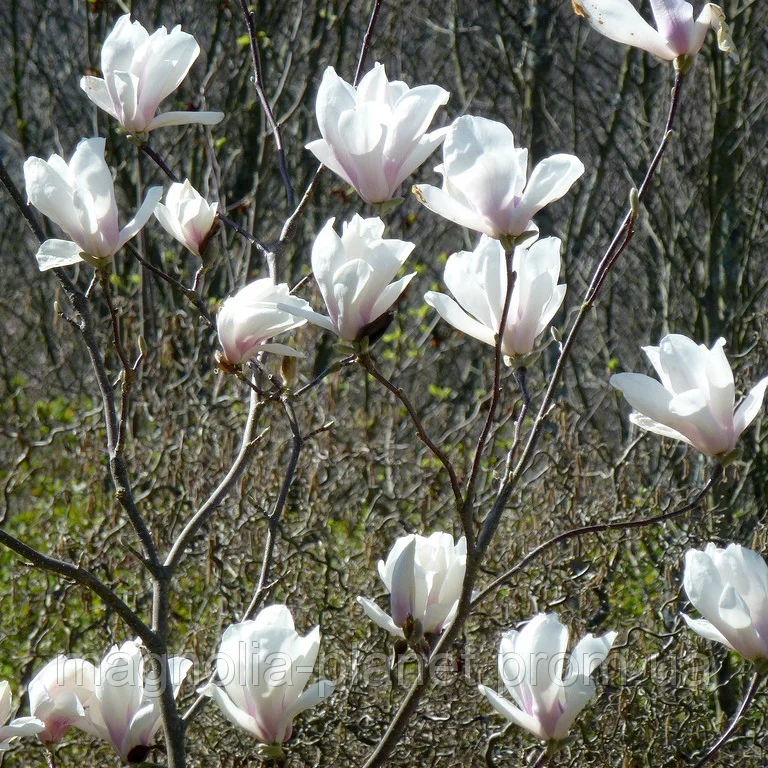 Магнолия Суланжа Brozzoni Магнолия Суланжа Brozzoni