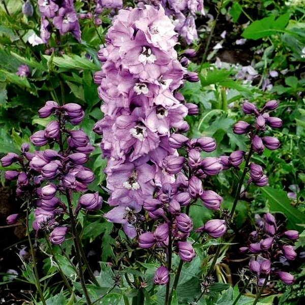 Дельфиниум (живокость) культурный Magic Fountains Rose White Bee Дельфиниум (живокость) культурный Magic Fountains Rose White Bee