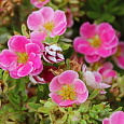 Лапчатка кустарниковая Пинк Паради