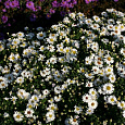 Астра кустарниковая Schneekissen Астра кустарниковая Schneekissen