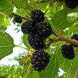 Шелковица черная