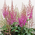 Астильба гибридная Mighty Phill Астильба гибридная Mighty Phill