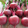 Свёкла столовая Бордовая звезда Свёкла столовая Бордовая звезда