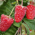 Малина ремонтантная Брянское диво Малина ремонтантная Брянское диво