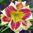 Лилейник гибридный Tropical Passion Лилейник гибридный Tropical Passion