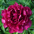Пион древовидный Пурпурный феникс