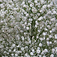 Гипсофила (Качим) метельчатая White
