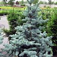 Ель колючая Oldenburg