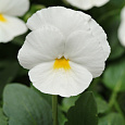 Виола крупноцветковая Маммот Вайт хот Виола крупноцветковая Маммот Вайт хот