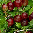 Крыжовник Хиннонмаки Ред
