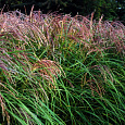 Мискантус китайский Flamingo Мискантус китайский Flamingo