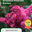 Астильба японская Bremen Астильба японская Bremen
