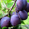 Слива домашняя Венгерка Корнеевская Слива домашняя Венгерка Корнеевская