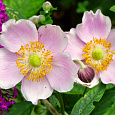 Анемона (Ветреница) японская Mont Rose