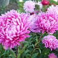 Астра пионовидная Розовая башня