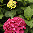 Гортензия крупнолистовая Лихтфайр