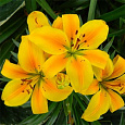 Лилия азиатская горшечная Голден Джой
