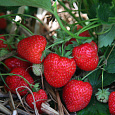 Земляника садовая Элеганс Земляника садовая Элеганс