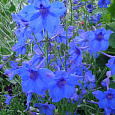 Дельфиниум крупноцветковый Голубая бабочка