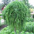 Лиственница японская Пендула