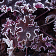 Гейхера Purple Petticoats Гейхера Purple Petticoats