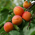 Абрикос обыкновенный Хабаровский