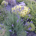 Лаванда  Южанка