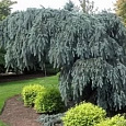 Ель колючая Glauca Pendula