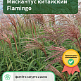 Мискантус китайский Flamingo Мискантус китайский Flamingo