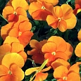 Виола крупноцветковая Матрикс Дип Оранж Виола крупноцветковая Матрикс Дип Оранж