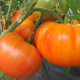 Томат Апельсин Томат Апельсин