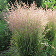 Молиния голубая Carmarthen