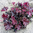 Гейхера Purple Petticoats Гейхера Purple Petticoats