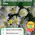 Делосперма скрученная Alba Делосперма скрученная Alba