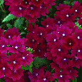 Вербена гибридная Маджента