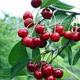 Вишня обыкновенная Молодежная