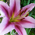 Лилия ОТ-гибрид Пепл Кинг Лилия ОТ-гибрид Пепл Кинг