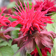 Монарда гибридная Файрболл Монарда гибридная Файрболл
