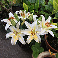 Лилия восточная горшечная Люция Лилия восточная горшечная Люция