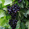 Смородина черная Подарок Кузиору