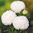 Астра июльская Белая