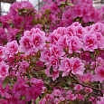 Азалия японская Петтикоут Азалия японская Петтикоут