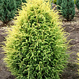 Можжевельник обыкновенный Голд Коне