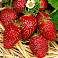 Земляника садовая Азия Земляника садовая Азия