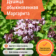 Душица обыкновенная Маргарита Душица обыкновенная Маргарита
