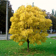 Ясень Золотистый
