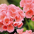 Пеларгония зональная Нано Салмон