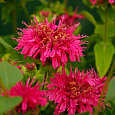 Монарда (Дикий бергамот) гибридная Pink Supreme Монарда (Дикий бергамот) гибридная Pink Supreme